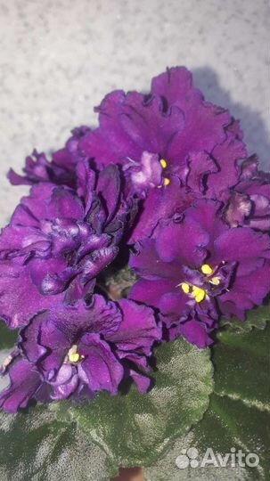 Коматные цветы