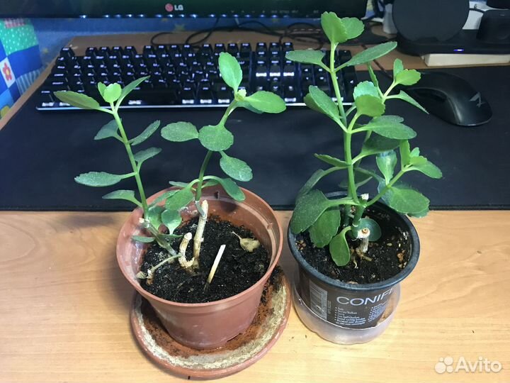 Растения комнатные