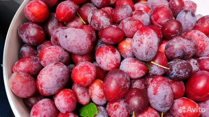 Яблоки,солёные грузди/огурцы,сок из облепихи