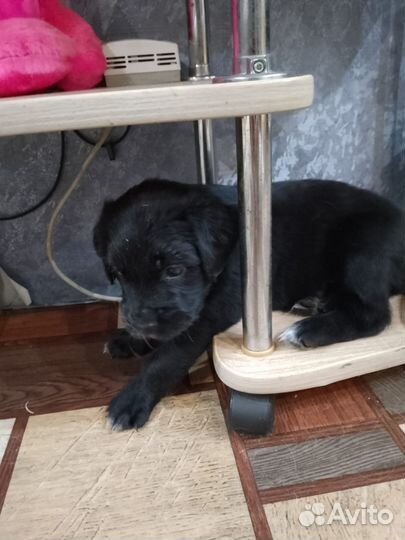 Щенки ретривера