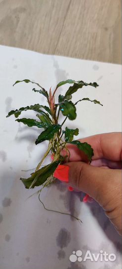 Прополка для аквариума