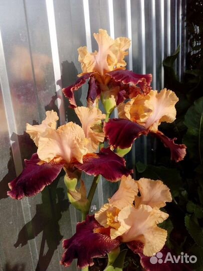 Ирисы сортовые