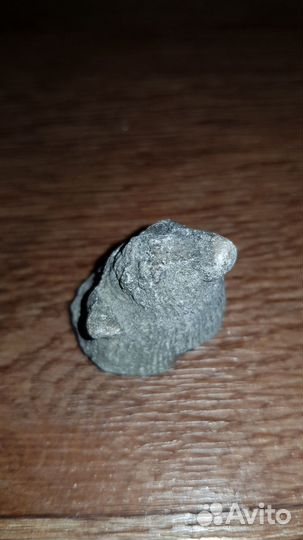 Окаменелые ракушки и молюск древнего океана Тэтис