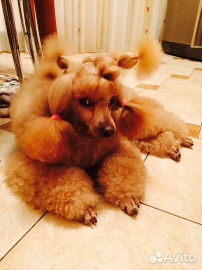 Миниатюрный красный пудель для вязок