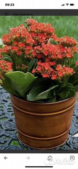 Комнатные цветы каланхоэ