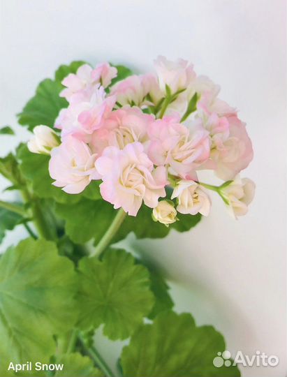 Пеларгония