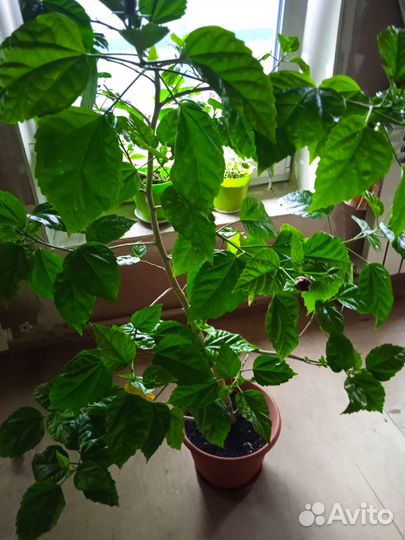 Гибискус китайская роза