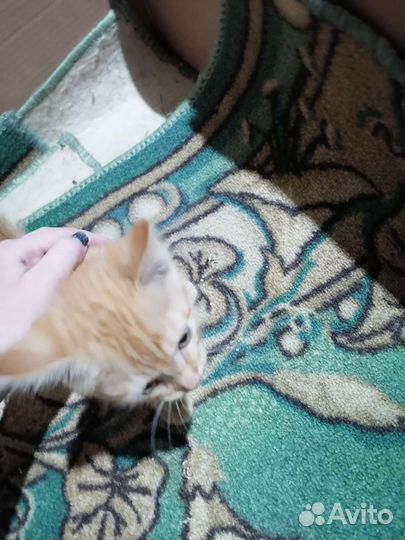 Кошка в дар