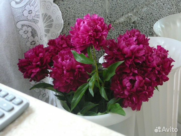 Корни пионов