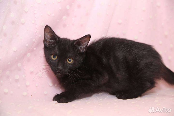 Черный котенок в добрые руки