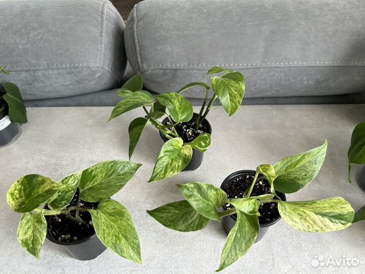 Комнатные цветы