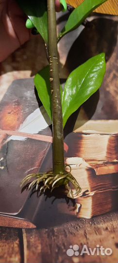 Замиокулькас