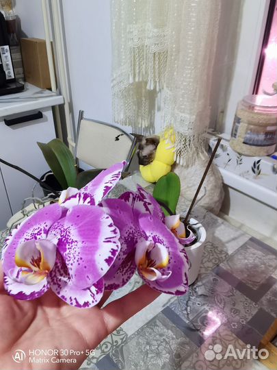 Орхидея фаленопсис