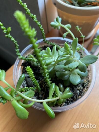 Разные растения домашние цветы