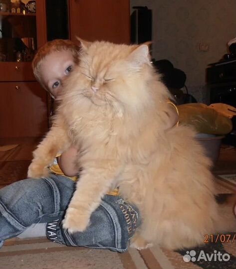 Отдаём кота в добрые руки
