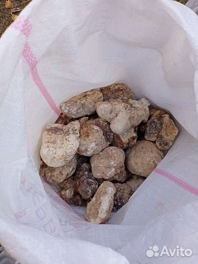 Лечебный,гриб агарикус.Республика Алтай