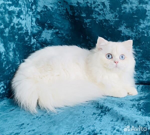 Британская длинношерстная синеглазая шиншилла