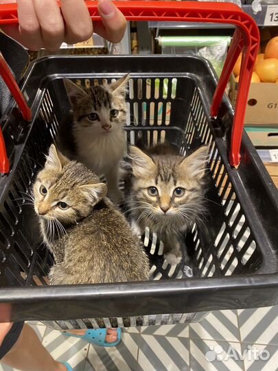 Отдам котят в добрые руки