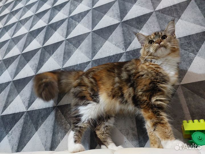 Кошки мейн-кун