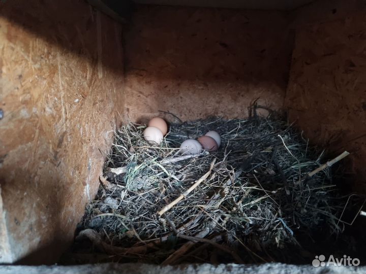 Домашние куриные яйца