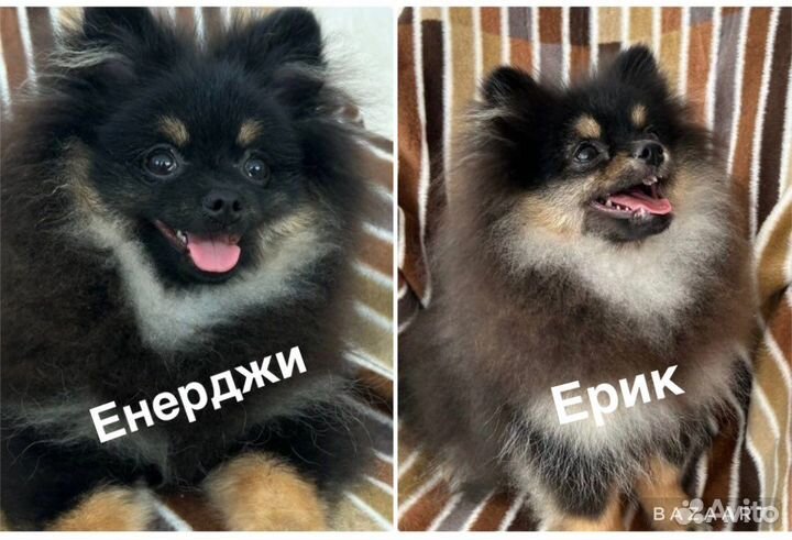 Щенки шпица