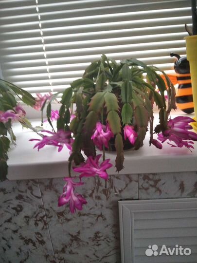 Декабрист шлюмбергера