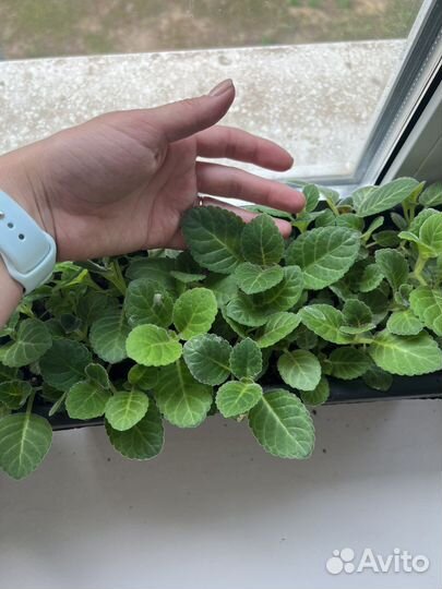 Глоксинии смечь