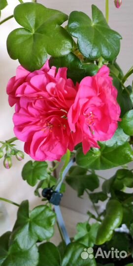 Плющелистная пеларгония цветущая