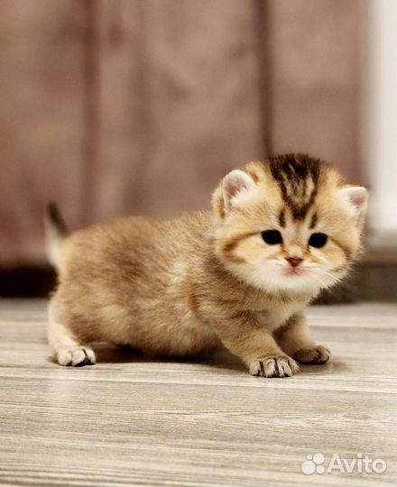 Шотландские котята шиншилла