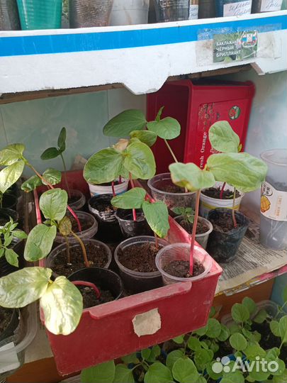 Пальма клещевина