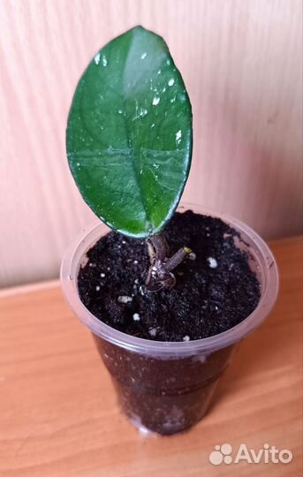 Хойя hoya carnosa