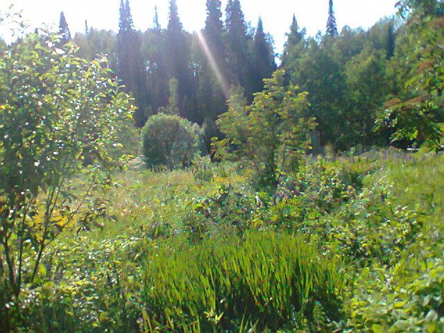 Участок 11 сот. (СНТ, ДНП)