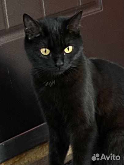 Кошки в добрые руки