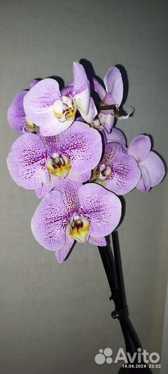 Орхидея фаленопсис