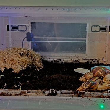 Улитки ахатины