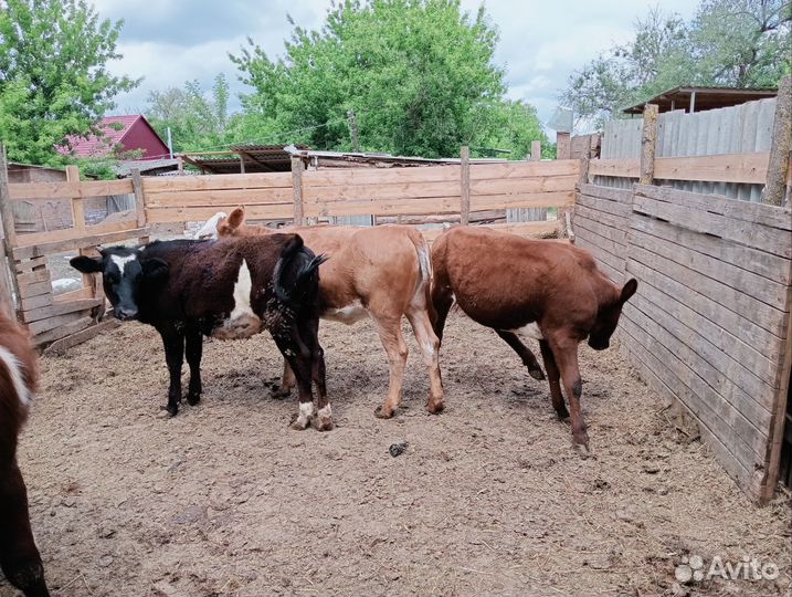 Телята бычки