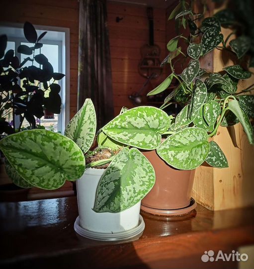 Сциндапсус Пиктус Треби