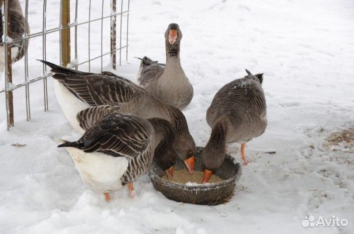 Продаются индюки и гуси