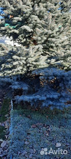 Ель голубая