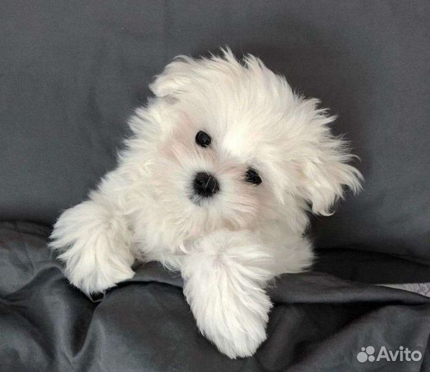 Мальтипу ф1 mini мальчик