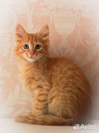 Рыжий котенок мальчик