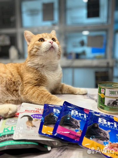 Кот Саня ищет любящих хозяев