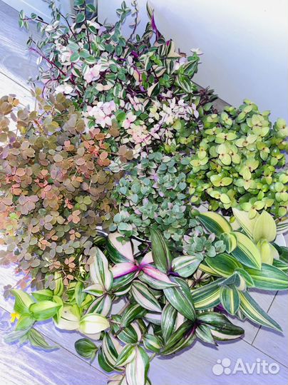 Традесканции/Каллизии/Крестовники Роули