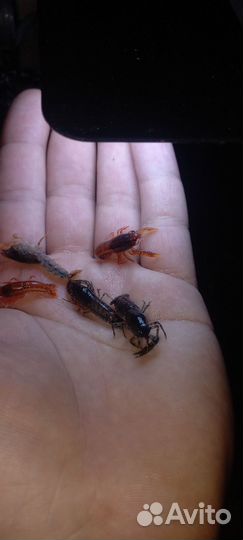 Карликовые аквариумные раки