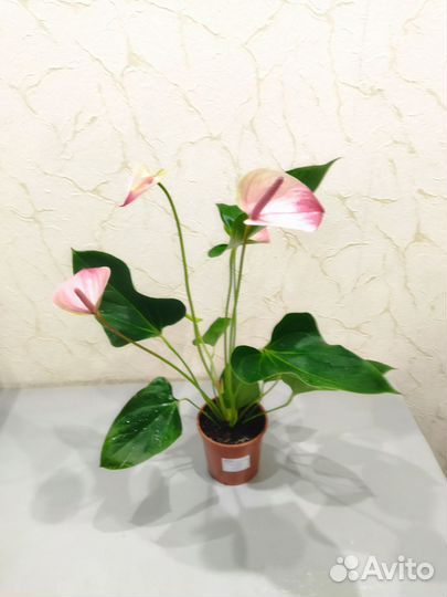 Антуриум Мистик