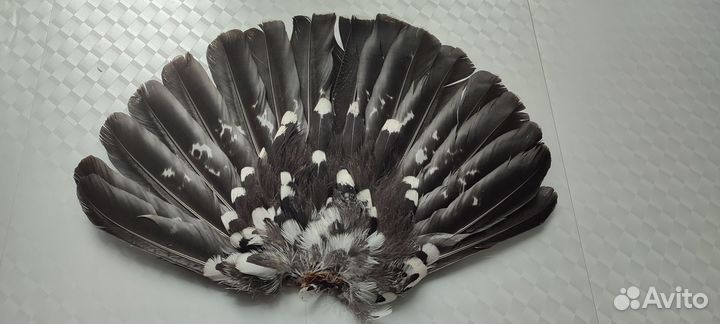 Хвост глухаря веером