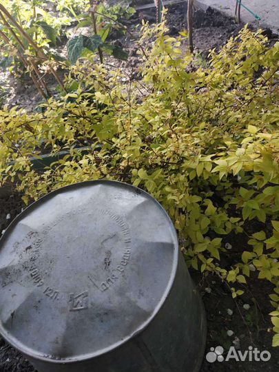 Спирея японская