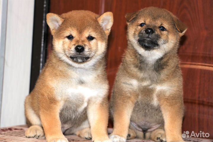 Сибы щенки