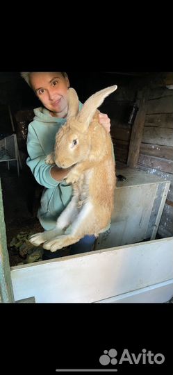 Кролик