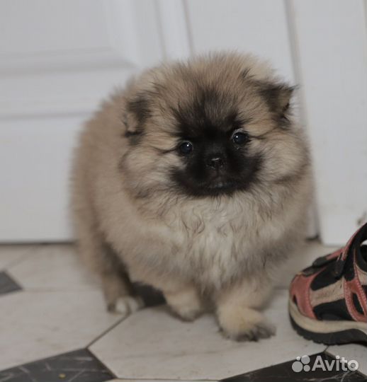 Померанский шпиц, щенки мальчик и девочка 2,5 мес